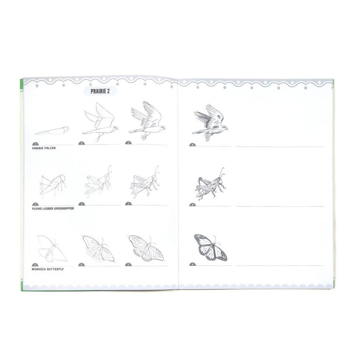 A page from eeBoo’s Learn to Draw Birds and Butterflies book, in black and white showing the step-by-step drawing guides for kids of a falcon, grasshopper, and a monarch butterfly.