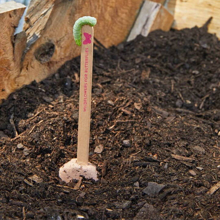 A caterpillar crawling up the wooden stick of the planted Butterfly Seed Pop from Modern Sprout.