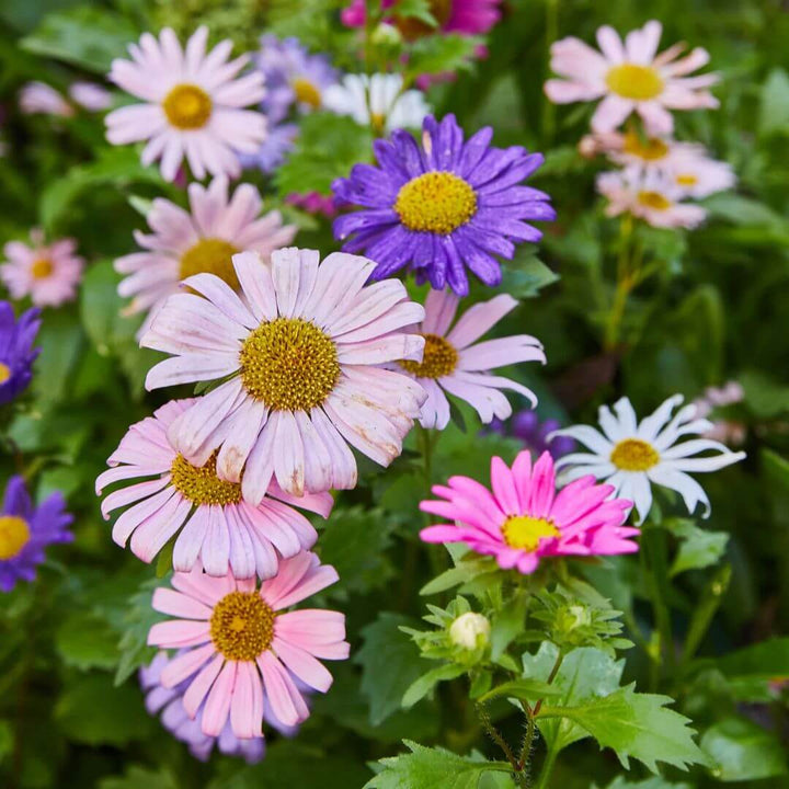 A selection of pink and purple wildflowers grown from the Wildflower Seed Pops.