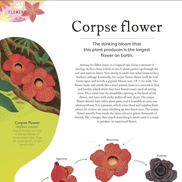 Penguin Random House The Secret World of Plants corpse flower page- Bella Luna Toys