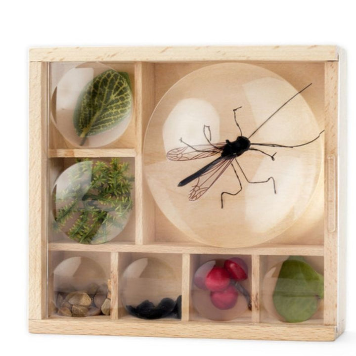 Kikkerland Design Wooden Bug Box- Outdoor Toys- Bella Luna Toys